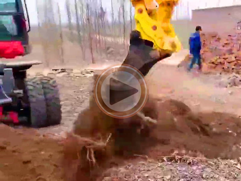 收木头客户添置尊龙凯时BD80W-8D轮式挖掘机挖树根作业